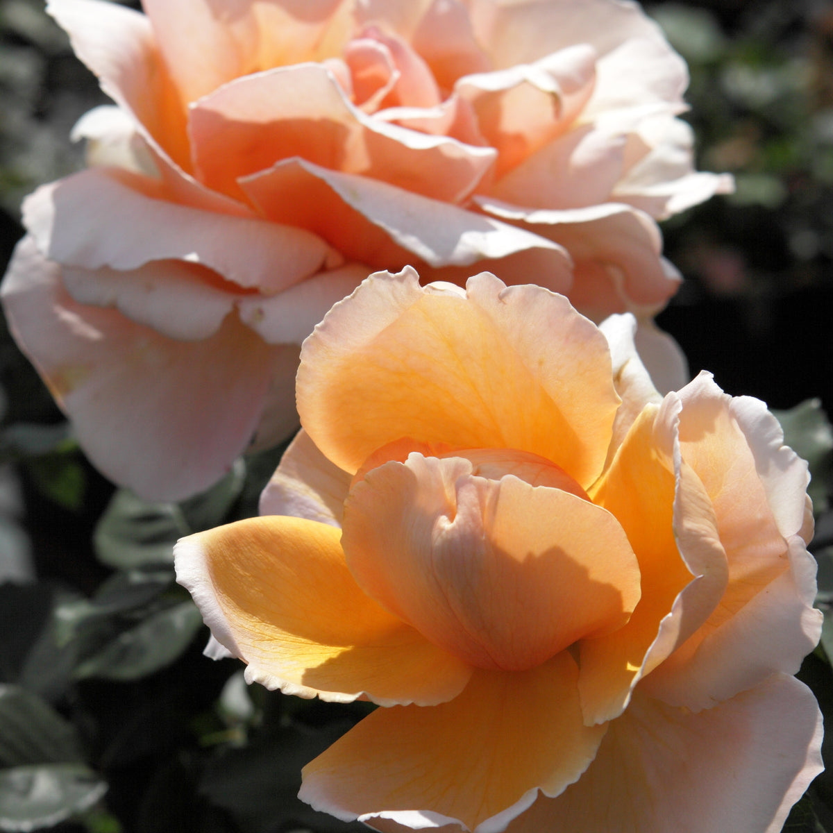 Rosier  Just Joey ® - Rosa just joey ® - Willemse