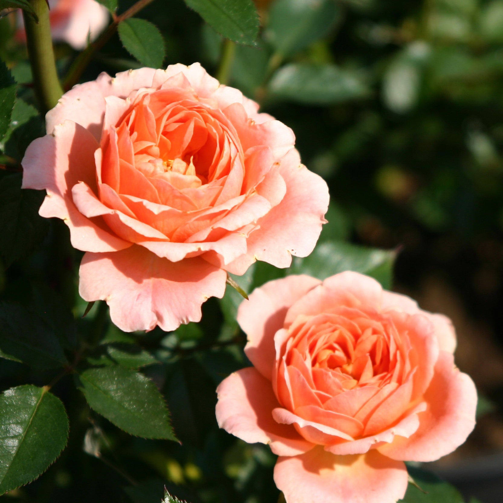 Rosier  Sweet Dream ® - Rosa sweet dream ® - Willemse