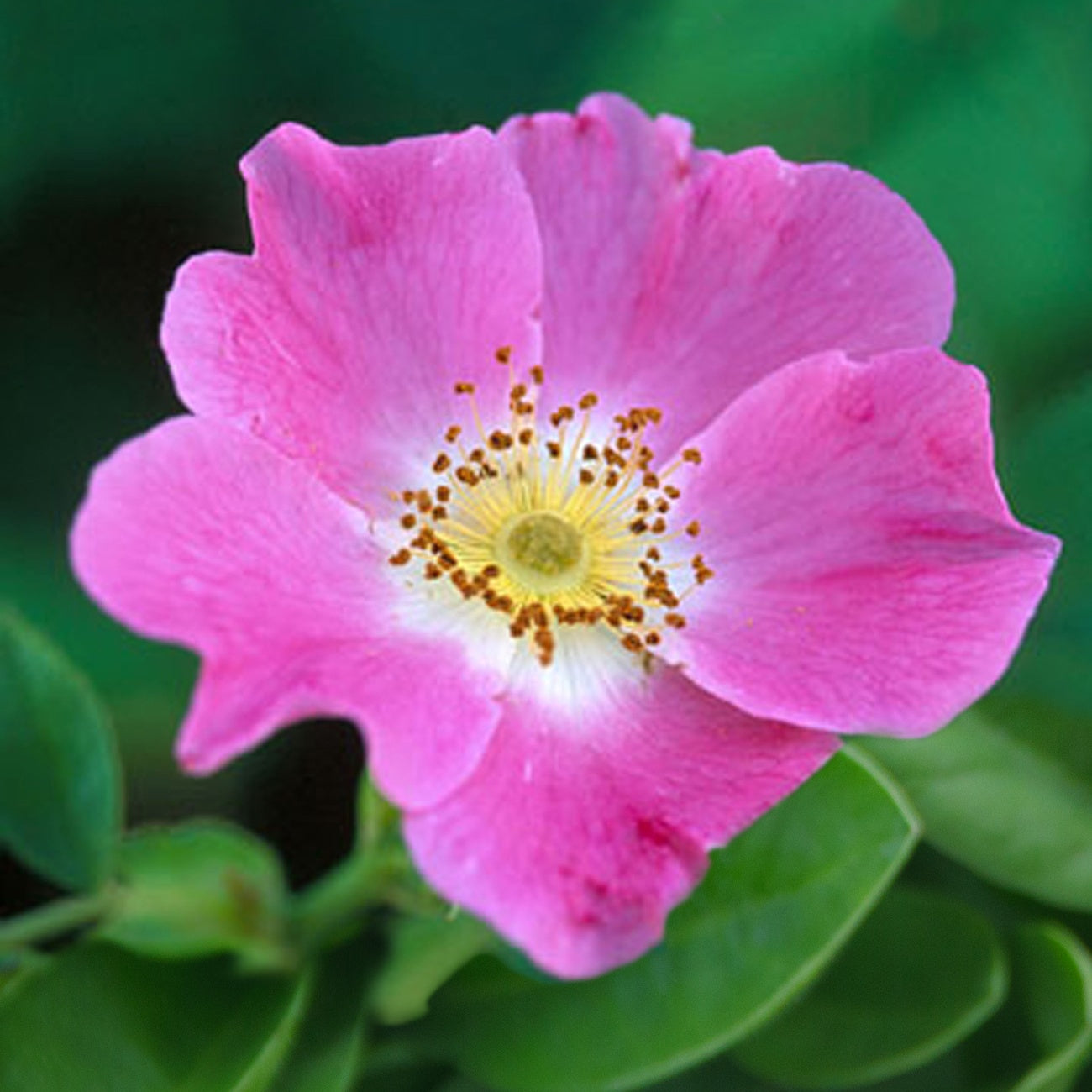 Rosiers sauvages - Rosier des chiens - Eglantier - Rosa canina