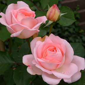 Rosiers à grandes fleurs - Rosier  Clair™Renaissance ® - Rosa clair™renaissance ®