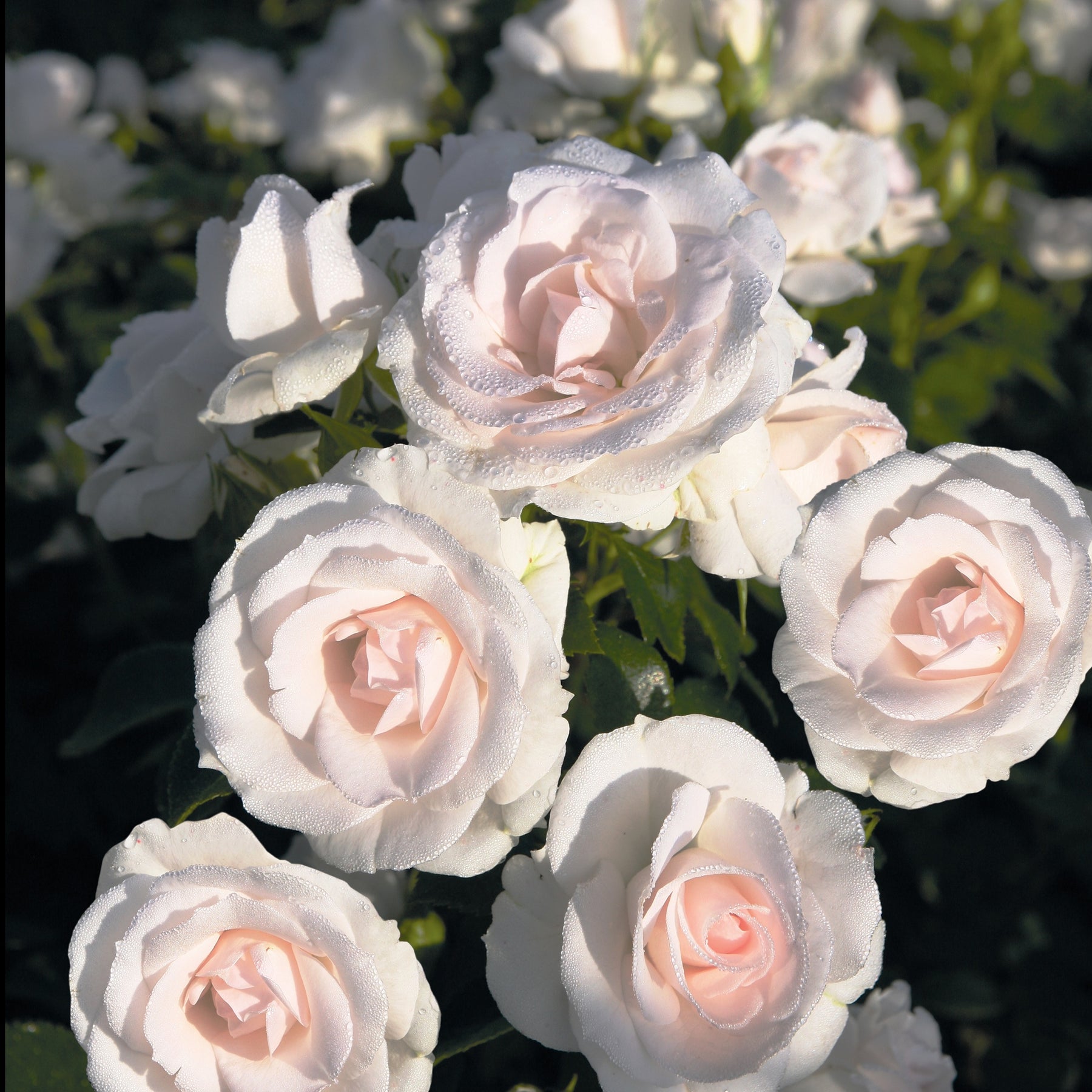 Rosa Aspirin Rose ® - Rosier  Aspirin Rose ® - Rosier couvre-sol