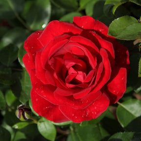 Vente Collection de 3 Rosiers grimpants : Ronsard, Golden Gate, Santana - Rosa 'golden gate', 'santana', 'ronsard'