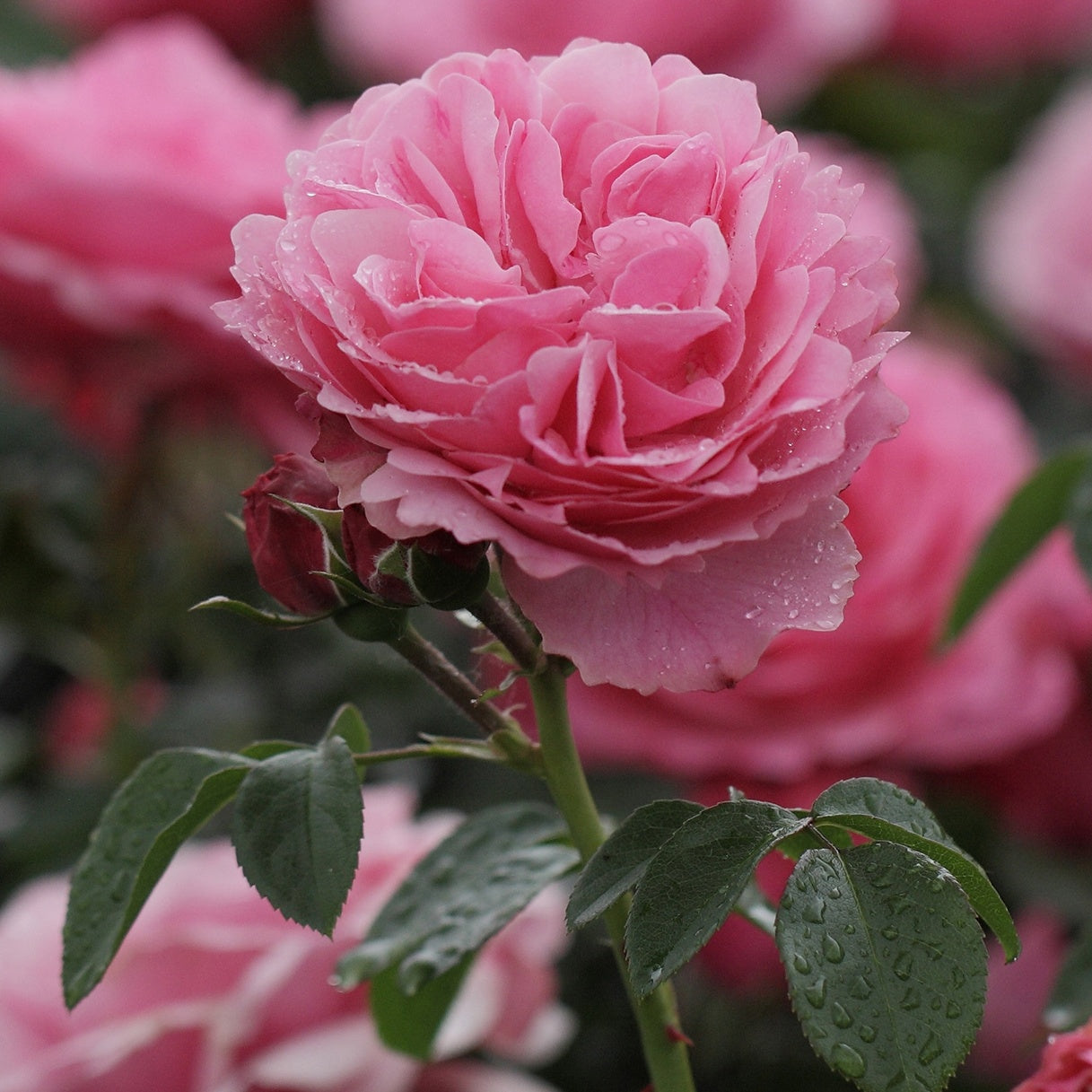 Vente Rosier floribunda Leonardo da Vinci ® Medeauri