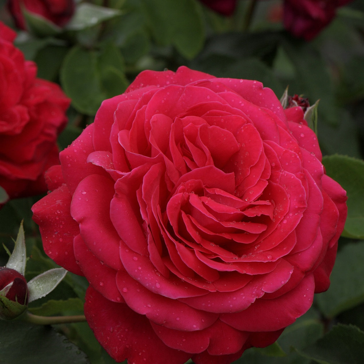 Rosa dame de cœur, rosa queen of hearts, rosa herz-dame - Rosier Dame de Cœur - Rosiers à grandes fleurs