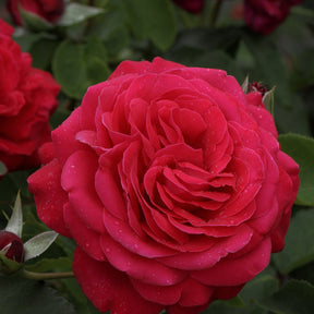 Rosa dame de cœur, rosa queen of hearts, rosa herz-dame - Rosier Dame de Cœur - Rosiers à grandes fleurs