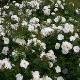 Rosier Diamant ® - Willemse