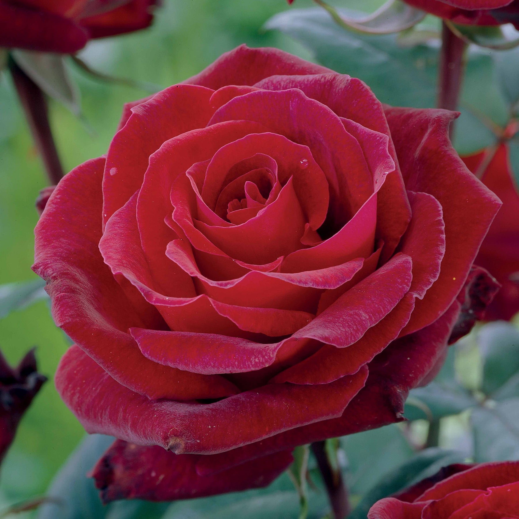 Rosier buisson Barkarole - Willemse