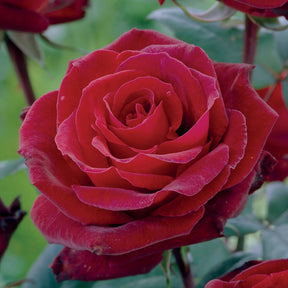 Rosa doris tysterman, nostalgie, barkarole - Collection de 3 Rosiers sans entretien - Collections de rosiers