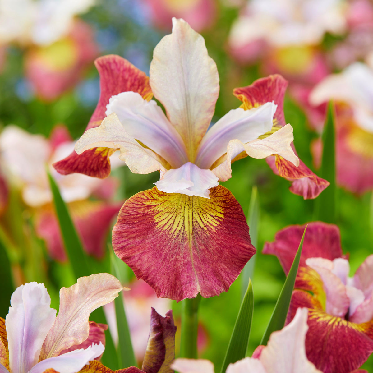 3 Iris de Sibérie Sugar Rush - Willemse