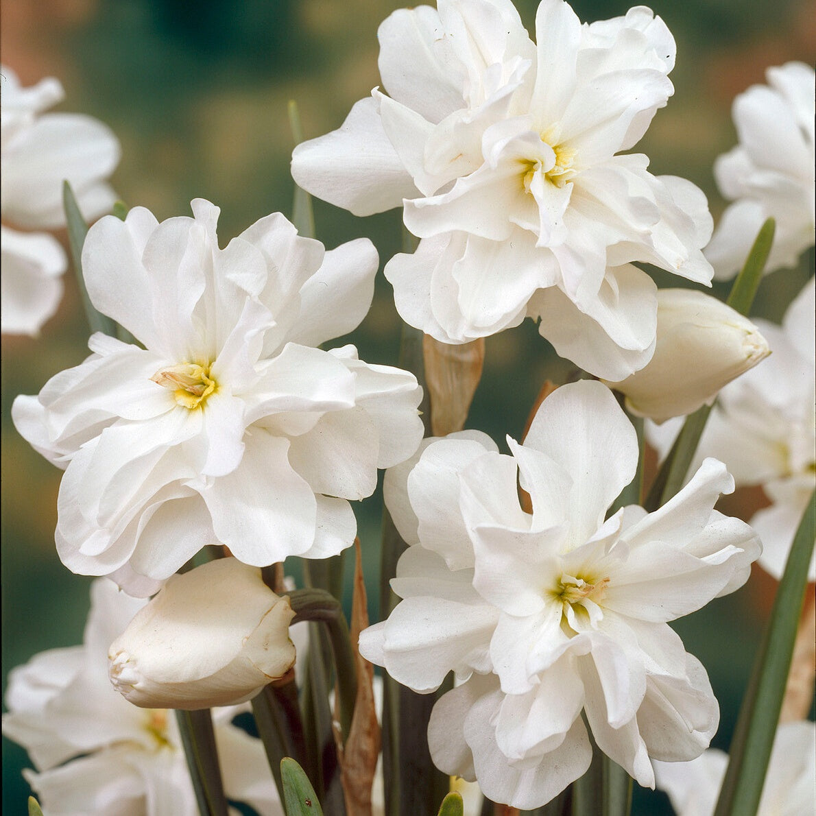 10 Narcisses Albus plenus - Willemse