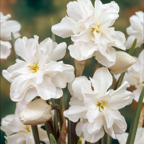 10 Narcisses Albus plenus - Willemse
