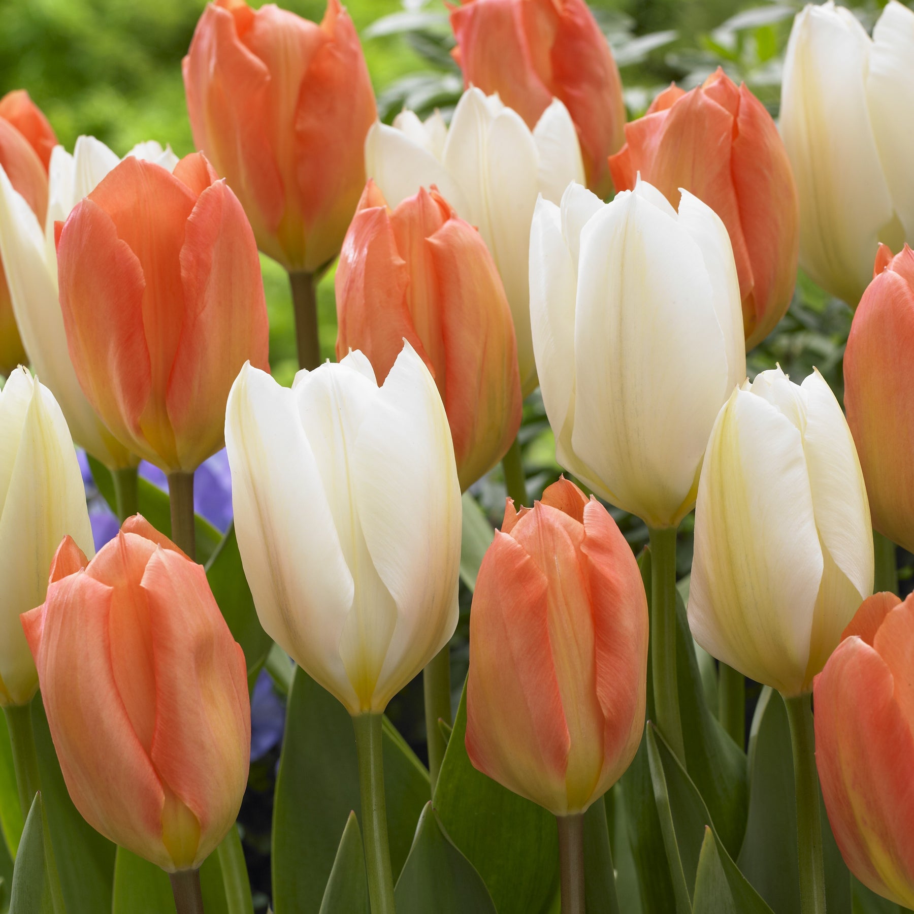 Mélange de 10 tulipes Stockholm - Willemse