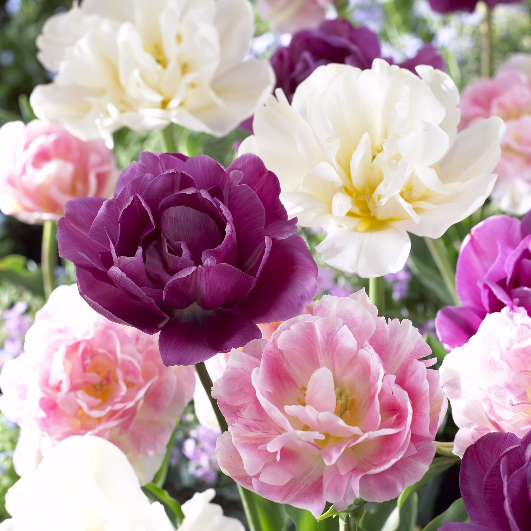 Mélange de 10 tulipes Sensation - Willemse