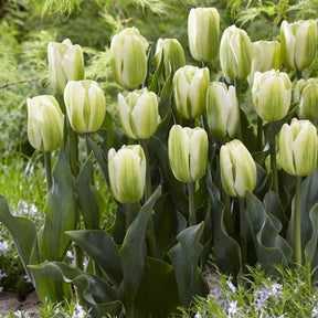 7 Tulipes Triomphe Green Spirit - Willemse