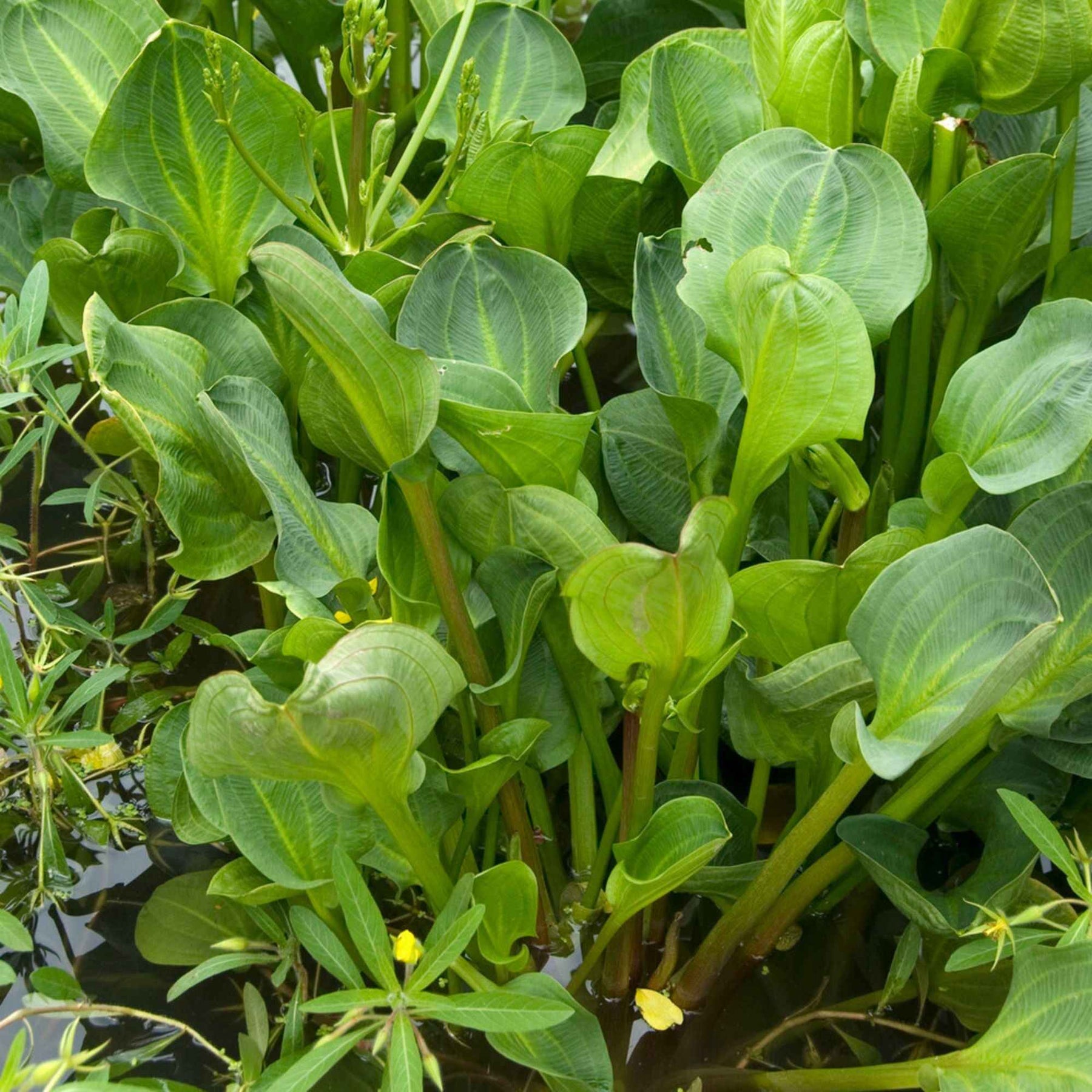 Alisma plantago-aquatica - Plantain d'eau - Plantes de bassins