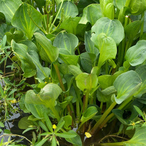 Alisma plantago-aquatica - Plantain d'eau - Plantes de bassins