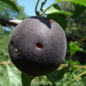 Abricotier noir Biricoccolo - Willemse