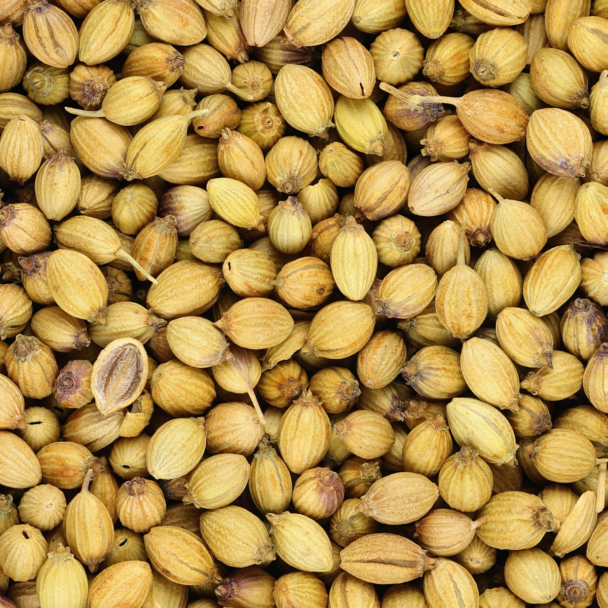 Coriandre a graine fine lente à monter - Coriandrum sativum - Willemse