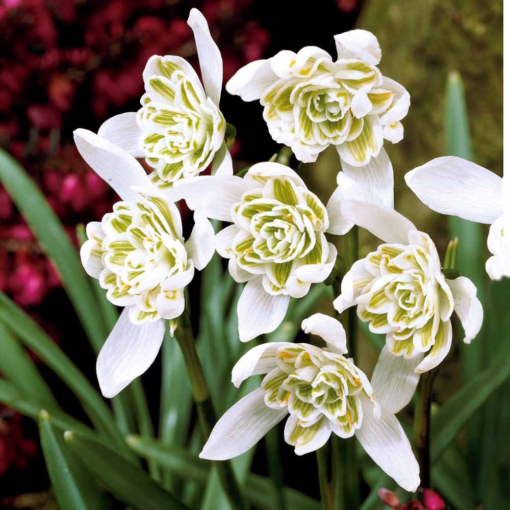 10 Perce-neige double - Perce-neige - Willemse