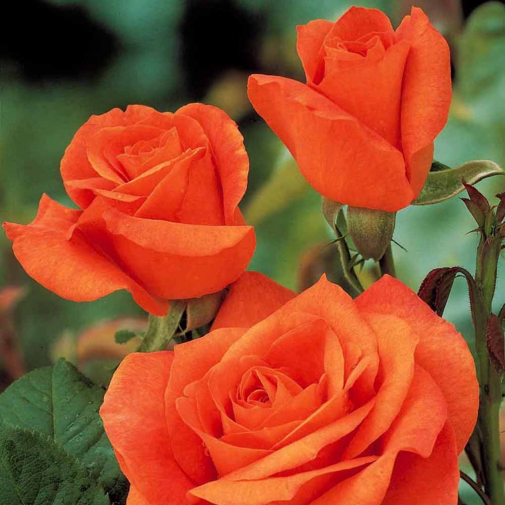 Rosier buisson Doris Tysterman - Rosa doris tysterman - Willemse