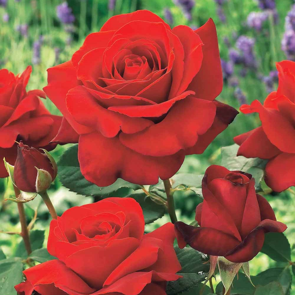 Rosa la magie du parfum - Rosier buisson La Magie du parfum - Duftzauber 84 - Rosiers à grandes fleurs