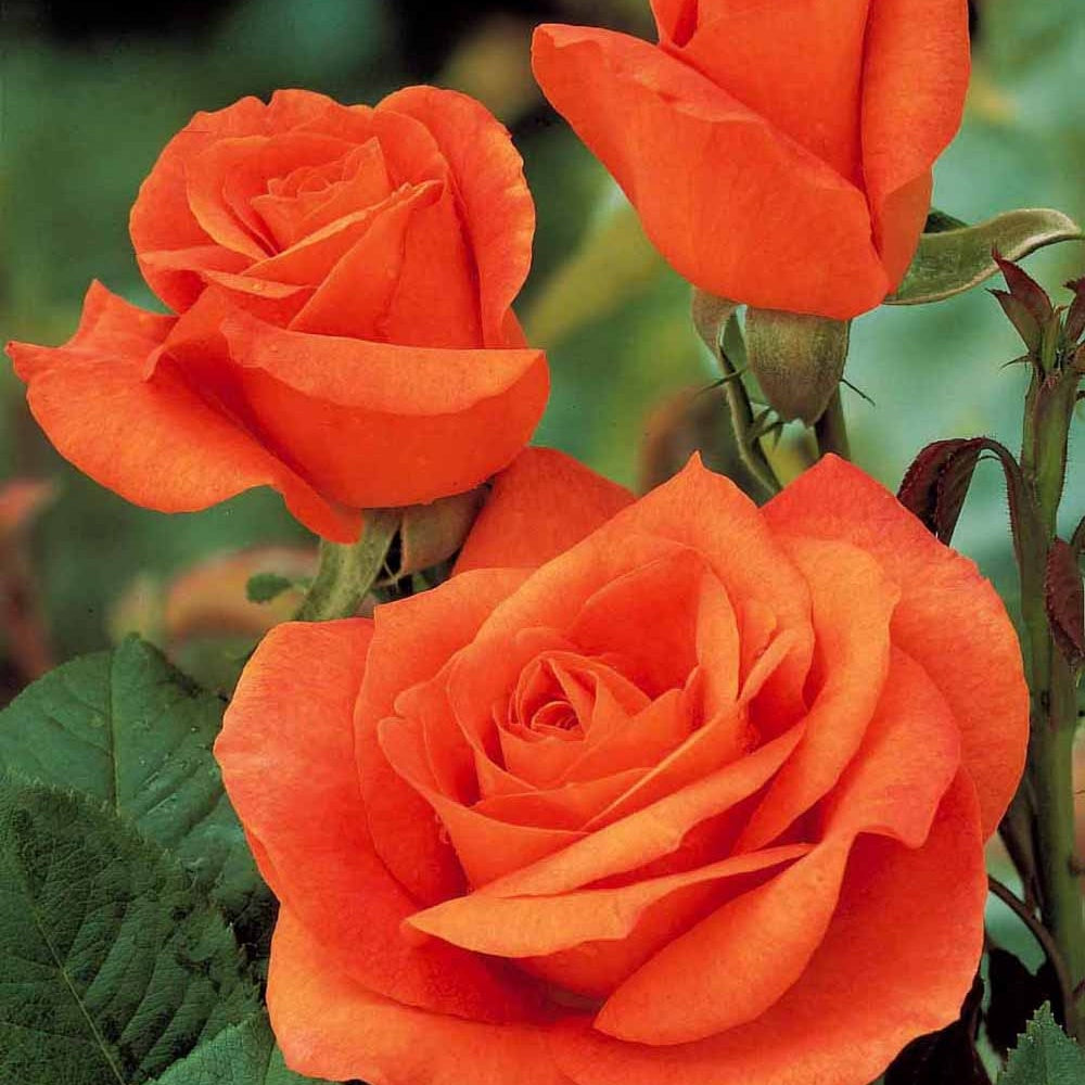 Rosier Orange Supreme - Willemse