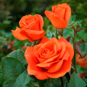 Rosier Orange Supreme - Willemse