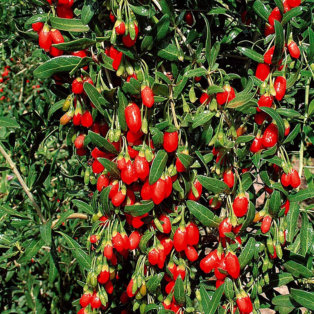 Vente Baie de Goji - Lycium barbarum