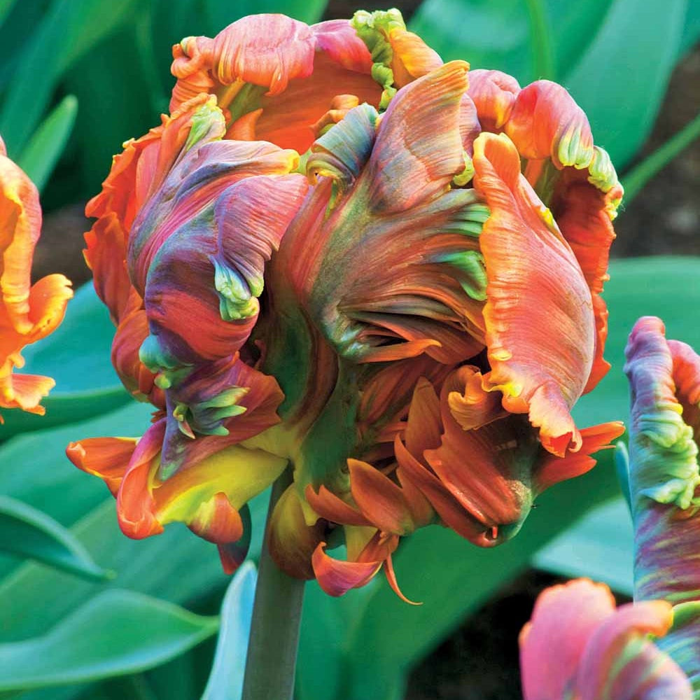 6 Tulipes perroquet Blumex - Tulipa blumex - Willemse