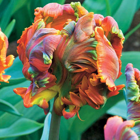 6 Tulipes perroquet Blumex - Tulipa blumex - Willemse