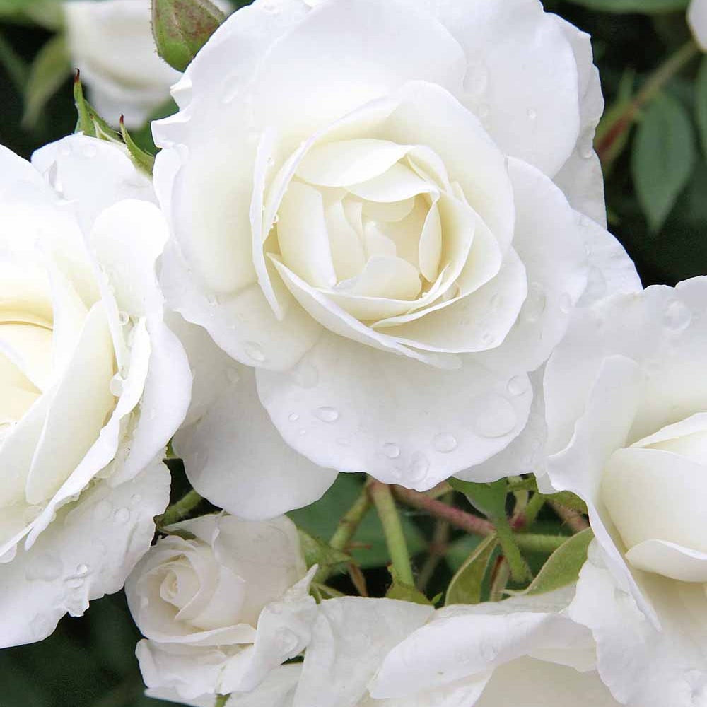 Rosa iceberg - Rosier à massif Iceberg - Rosiers à fleurs groupées polyantha