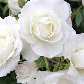 Rosa iceberg - Rosier à massif Iceberg - Rosiers à fleurs groupées polyantha