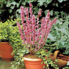 Bois joli - Daphne mezereum rubra - Willemse