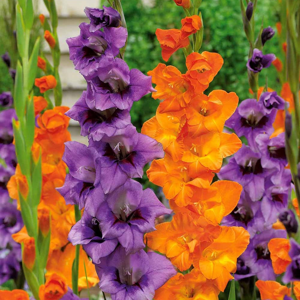 20 Glaïeuls orange et lilas - Willemse