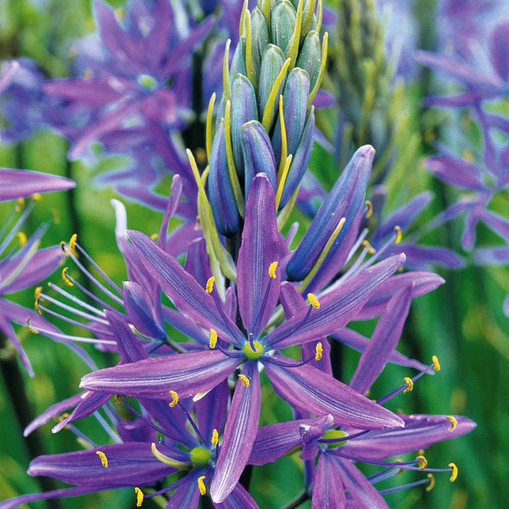 5 Camassias bleus - Camassia leichtlinii caerulea - Willemse
