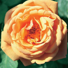 Rosier anglais Charlie Ausgreen ® - Willemse