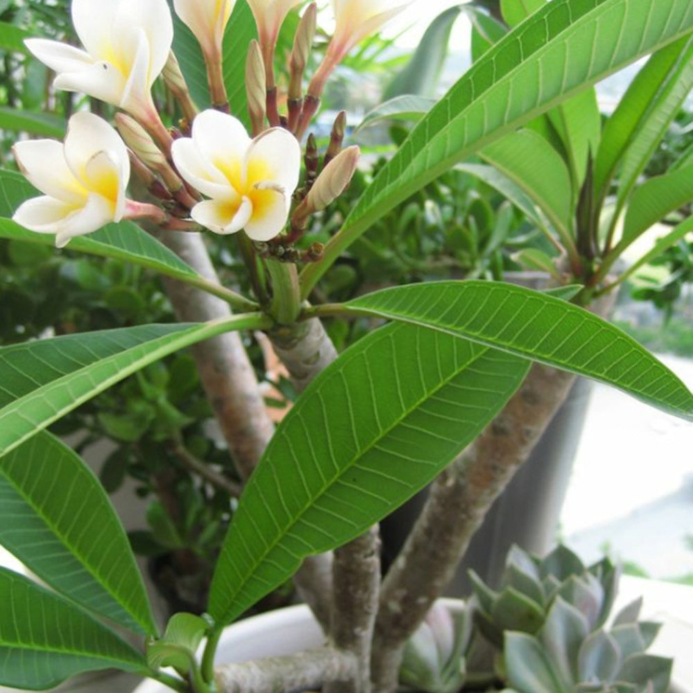 Plumeria alba - Frangipanier - Plantes fleuries