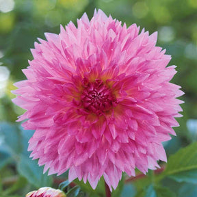 Vente 3 Dahlias décoratifs Sakura Fubuki roses - Dahlia sakura fubuki