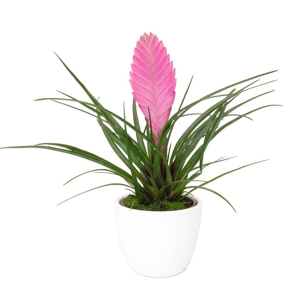 Vente Tillandsia bleu - Tillandsia cyanea