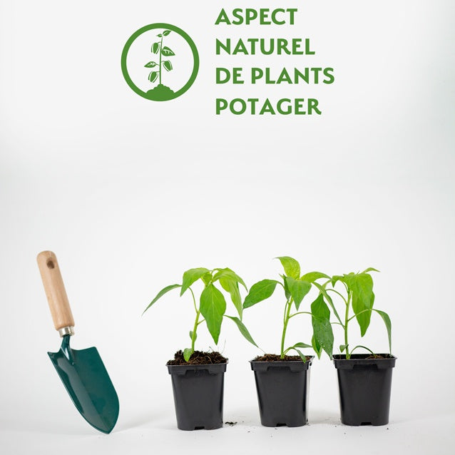 3 Plants de Piment Doux des Landes - Capsicum frutescens  doux des landes - Willemse