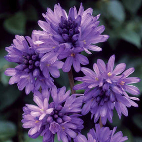 10 Dichelostemma congestum - Dichelostemma congestum - Willemse