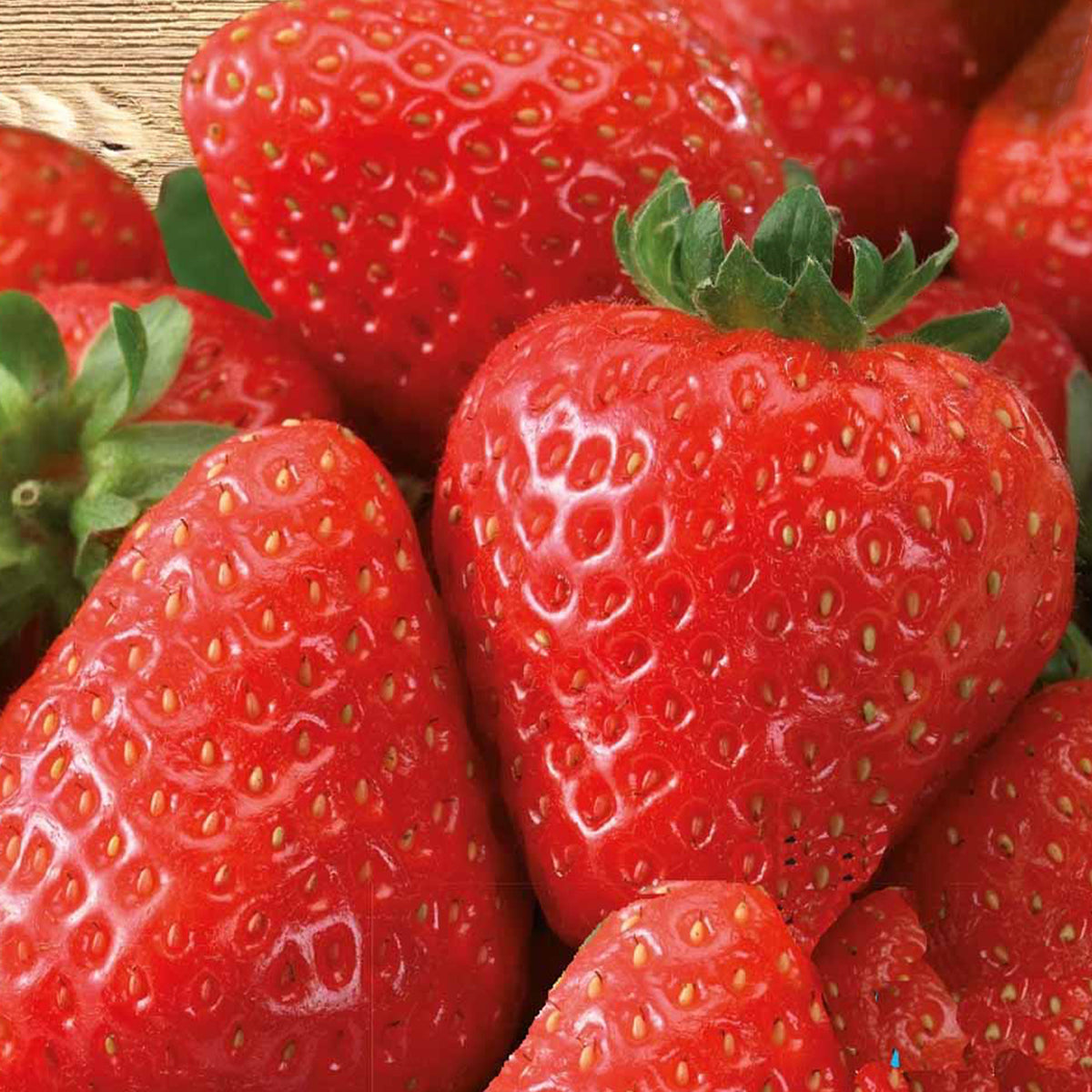 Fraisier à gros fruits Grandian F1 - Fragaria x ananassa grandian f1 - Willemse