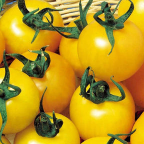 Tomate à fruits jaune Goldene Königin - Willemse