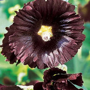Rose trémière - Alcea - Rose Trémière simple noir Jet Black - Alcea rosea var. nigra