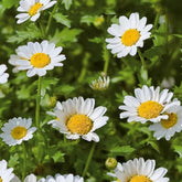 Chrysanthème nain annuel Snow Daisy - Willemse