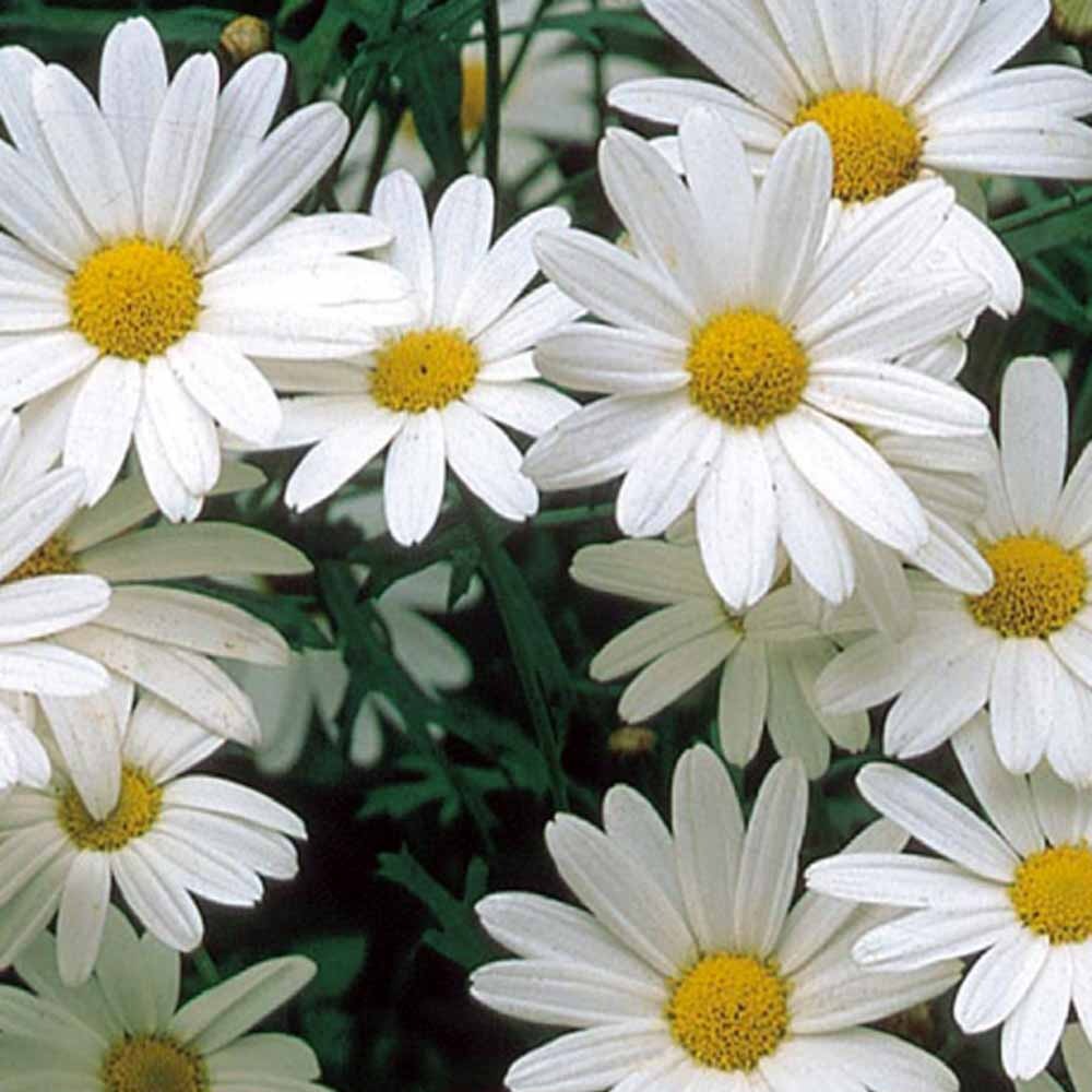 Chrysanthème des prés à grande fleur vivace Alaska - Willemse