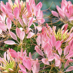 Cléome épineux Rose Beauty - Cleome spinosa rose beauty - Willemse
