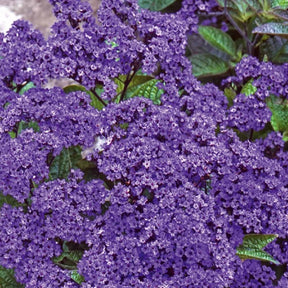Vente Héliotrope du Pérou Marine - Heliotropium arborescens