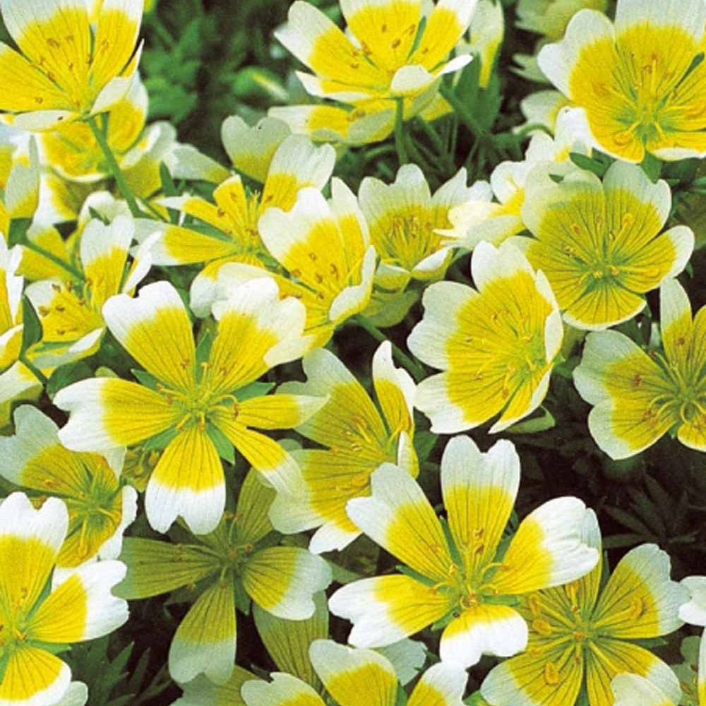Graines de fleurs - Limnanthe de Douglas - Limnanthes douglasii