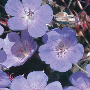 Géranium vivace bleu - Geranium pratense - Willemse